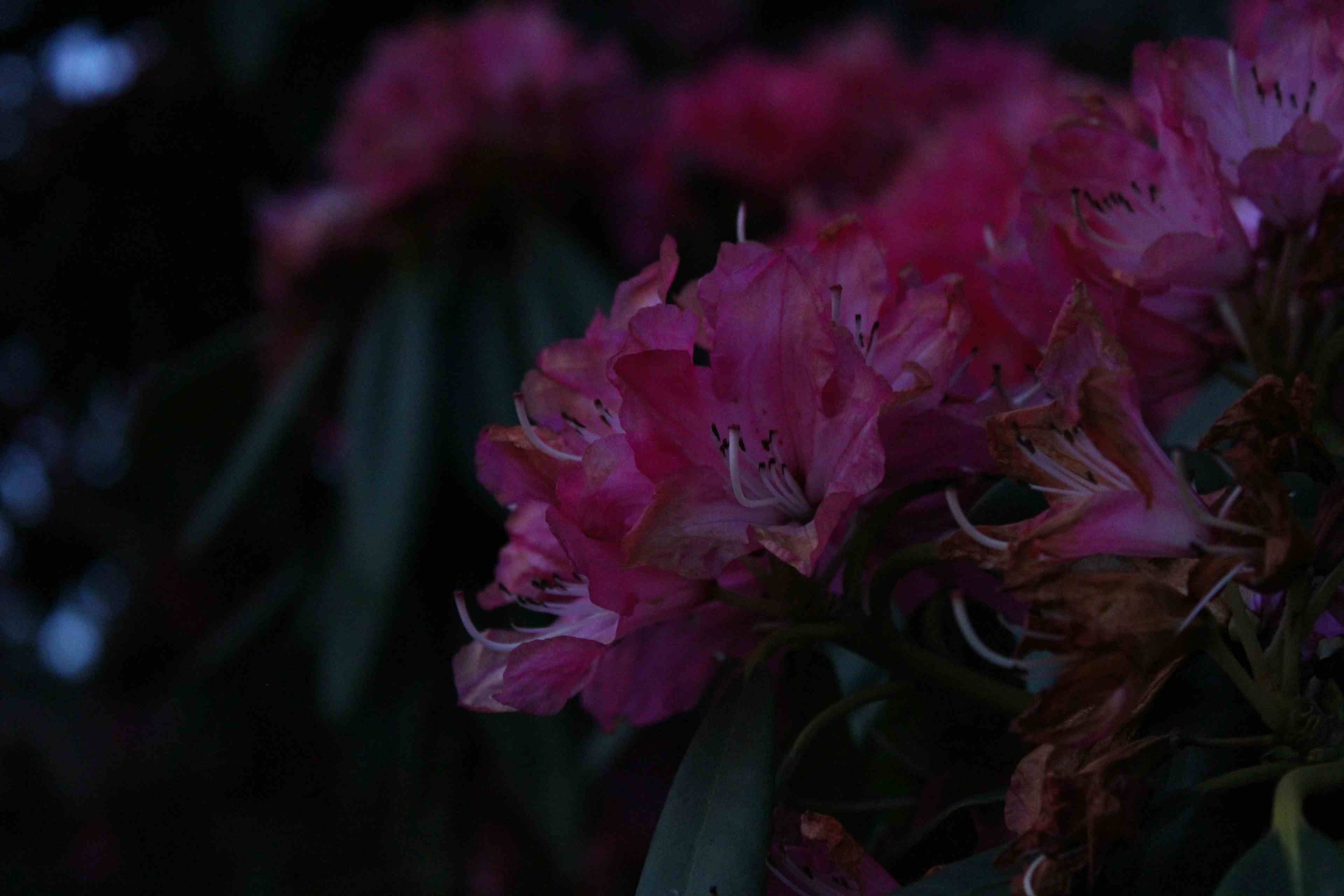 Rhododendron Dark