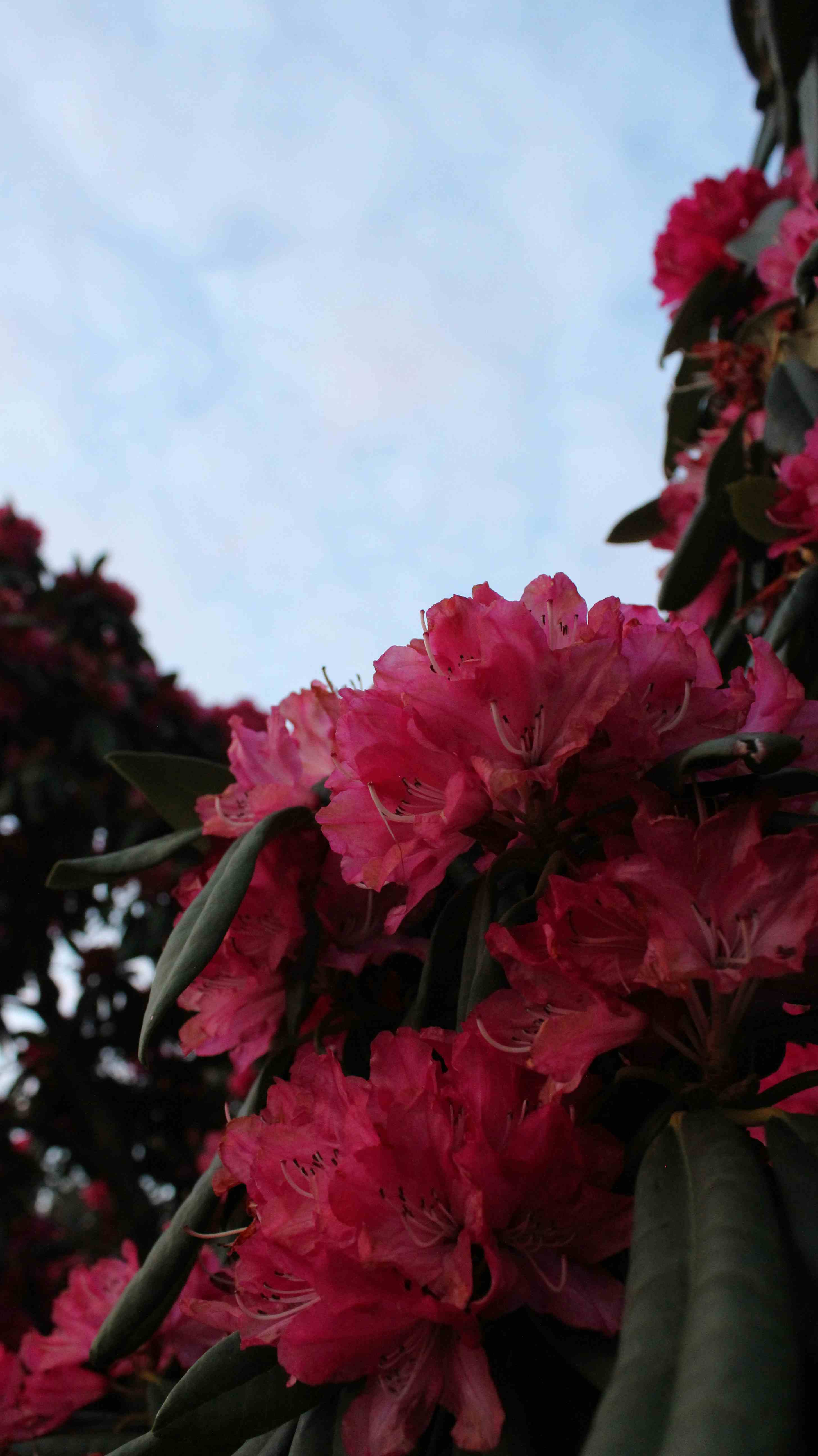 Vertical Rhododendron